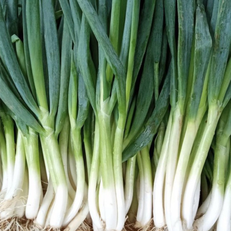 Daun Bawang