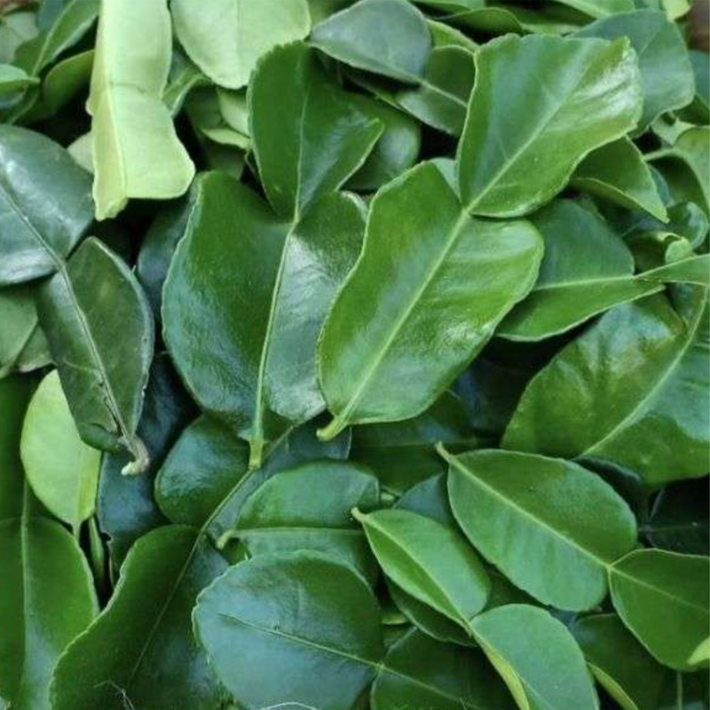 Daun Jeruk 