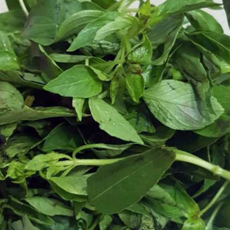 Daun Kemangi