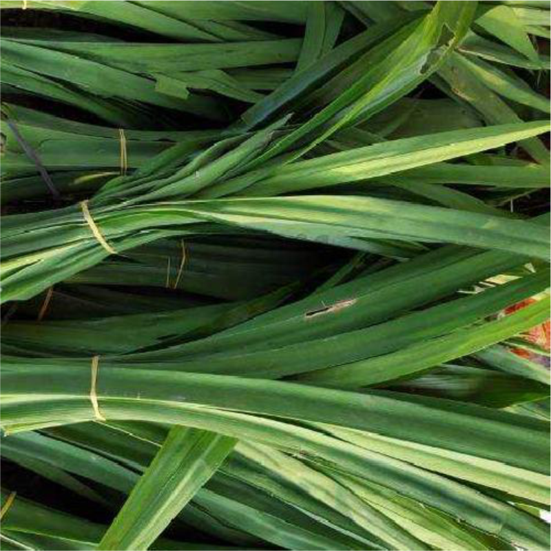 Daun Pandan