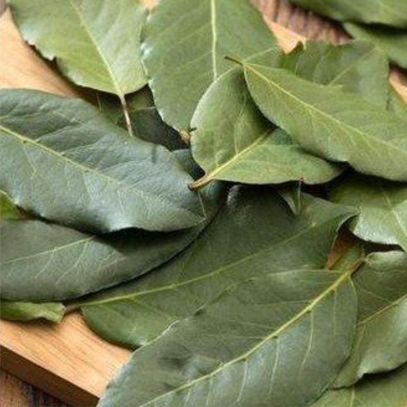Daun Salam 