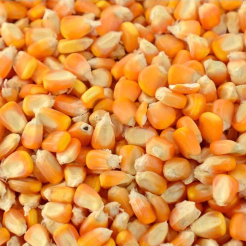 Jagung Pipil