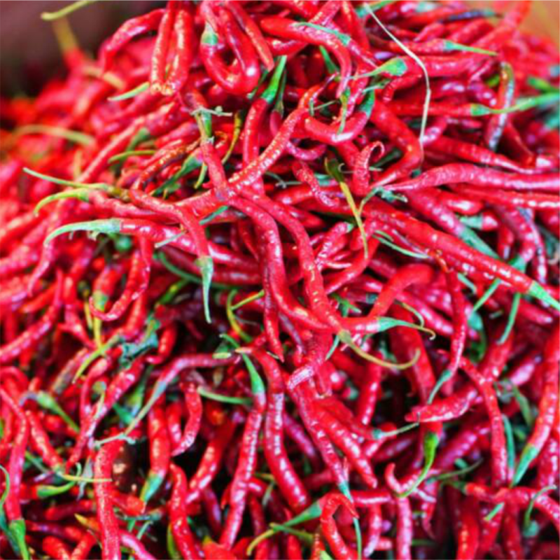 Cabai Merah Keriting