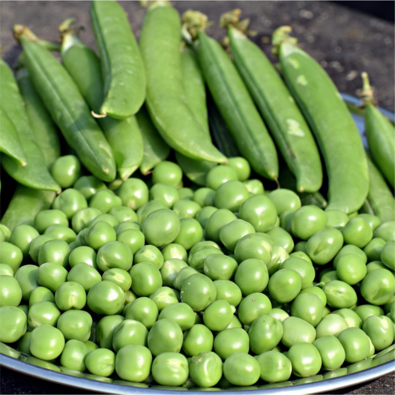 Kacang Polong