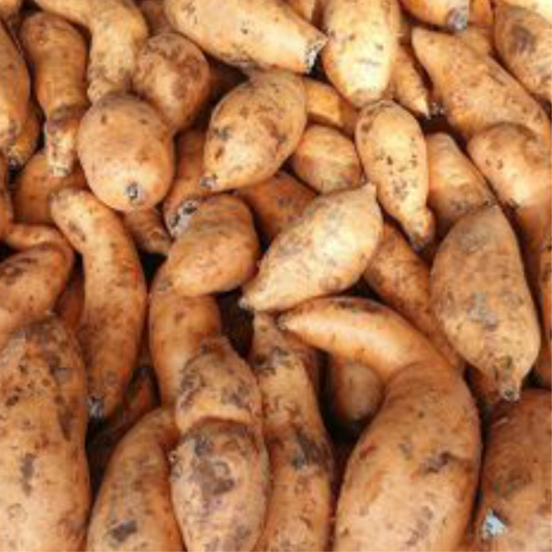 Ubi Cilembu